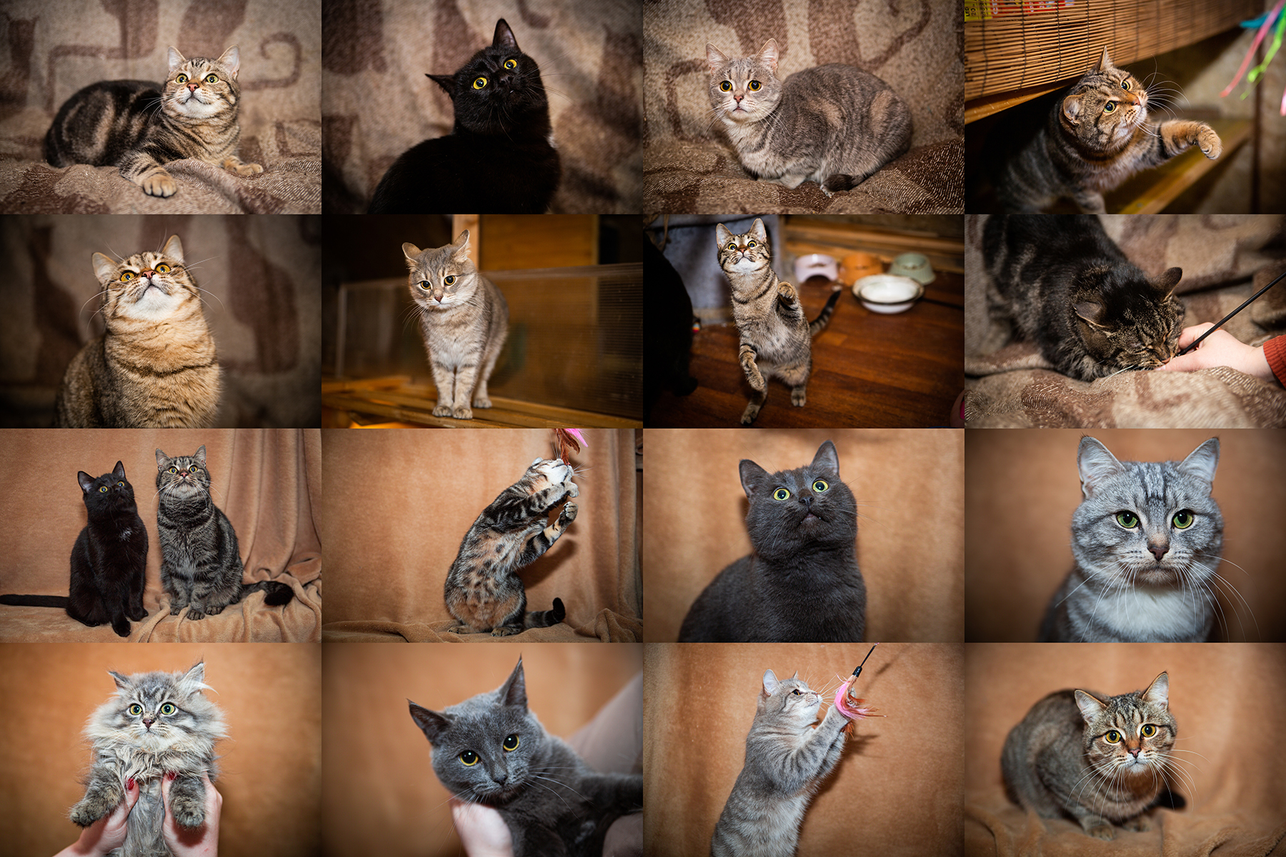 коты приют.jpg