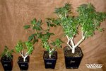 7_bonsai-mother-pазные стадии.jpg 7_bonsai-mother-pазные стадии.jpg
