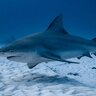 Shark_111
