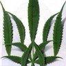 caNNabiogen